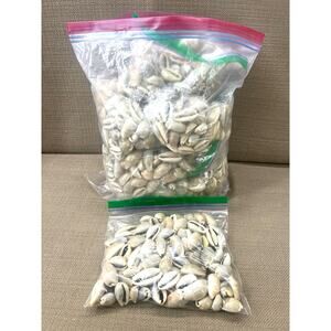 Natural Olive Barrel Seashells Lot Assorted Sizes For Crafts Or Decor 4.7 Pounds